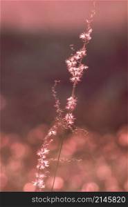 The hay stamens have fluffy flowers and long stems that reflect the sun&rsquo;s rays.