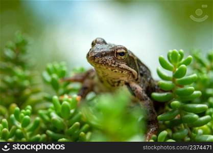 The head of a brown frog in green rock plants, summer view