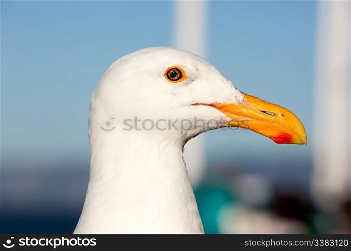 The head of a healthy seagul