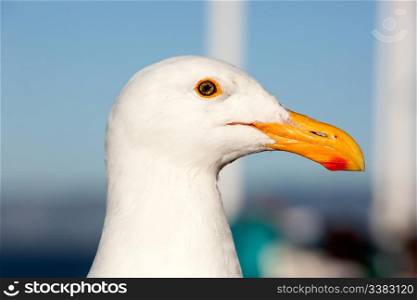 The head of a healthy seagul
