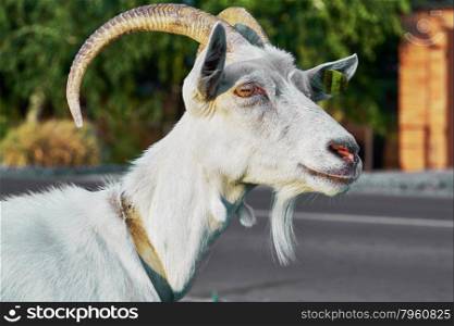 The head of a white goat. The head of a white goat in the village street closeup