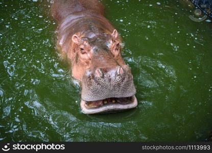 The head of the adult hippopotamus