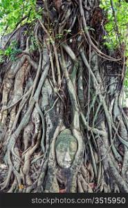 the head of the sandstone buddha, at Ayutthaya.Thailand.