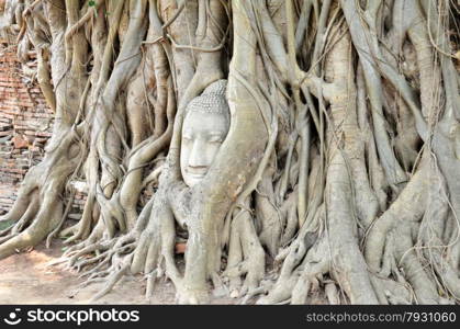 The head of the sandstone buddha image in Ayudhya. The head of the sandstone buddha