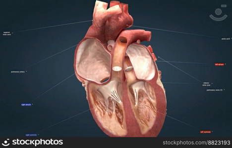 The heart is the main organ of your cardiovascular system, a network of blood vessels that pumps blood throughout our body. 3D illustration. Heart is the main organ of your cardiovascular system, a network of blood vessels that pumps blood throughout our body.