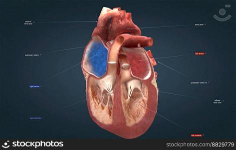 The heart is the main organ of your cardiovascular system, a network of blood vessels that pumps blood throughout our body. 3D illustration. Heart is the main organ of your cardiovascular system, a network of blood vessels that pumps blood throughout our body.
