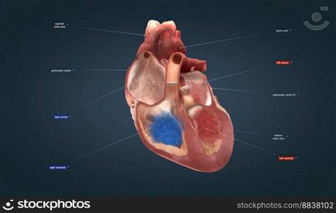The heart is the main organ of your cardiovascular system, a network of blood vessels that pumps blood throughout our body. 3D illustration. Heart is the main organ of your cardiovascular system, a network of blood vessels that pumps blood throughout our body.