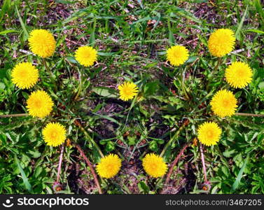 The heart made of yellow dandelions on green grass