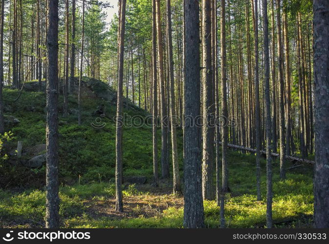 The high hill in the summer coniferous forest in the late afternoon.. Green hill in coniferous forest