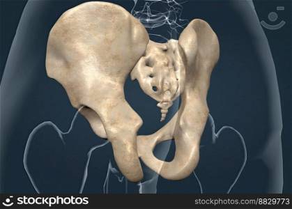 The hip bone is comprised of the three parts, the ilium, pubis and ischium. Prior to puberty, the triradiate cartilage separates these parts. 3d illustration. The hip bone is a large flat bone, constricted in the center and expanded above and below.