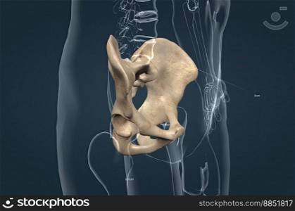 The hip bone is comprised of the three parts, the ilium, pubis and ischium. Prior to puberty, the triradiate cartilage separates these parts. 3d illustration. The hip bone is a large flat bone, constricted in the center and expanded above and below.