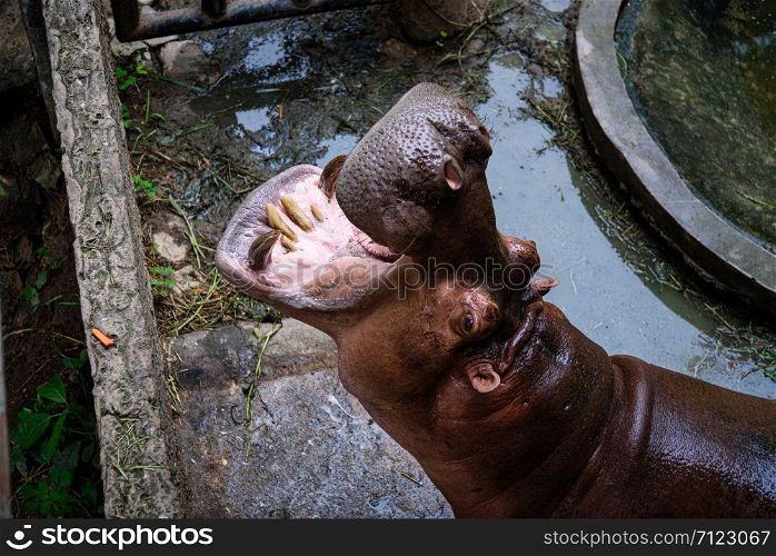 The hippo is opening his mouth to eat, Hippopotamus; Hippo