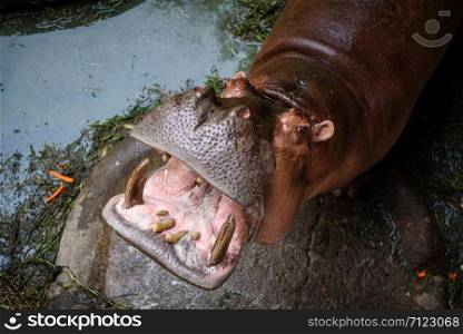 The hippo is opening his mouth to eat, Hippopotamus; Hippo