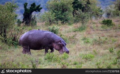 The hippo is walking in the savannah. A hippo is walking in the savannah