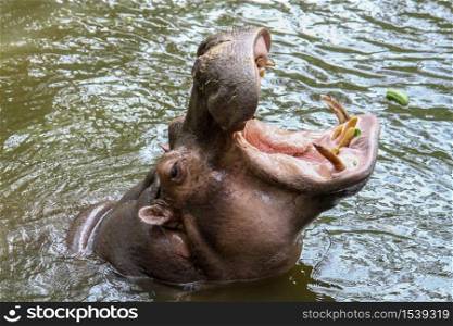 The hippo open mouth in river