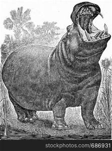 The hippopotamus, vintage engraved illustration. From Deutch Vogel Teaching in Zoology.