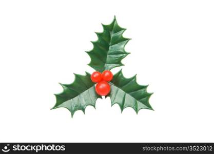 The holly typical ornament of christmas on a over white background