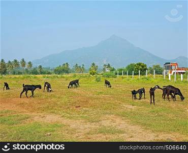 The holy mountain Arunachala in Tiruvanamalai Tamil Nadu India