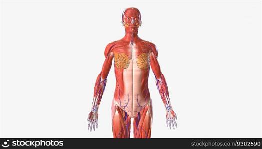 The human body is a complex structure made of thousands of distinct parts. 3D rendering. The human body is a complex structure made of thousands of distinct parts.