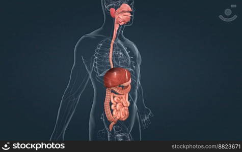 The human digestive system consists of the gastrointestinal tract and auxiliary digestive organs. 3d illustration. The human digestive system consists of the gastrointestinal tract and auxiliary digestive organs.