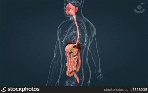 The human digestive system consists of the gastrointestinal tract and auxiliary digestive organs. 3d illustration. The human digestive system consists of the gastrointestinal tract and auxiliary digestive organs.