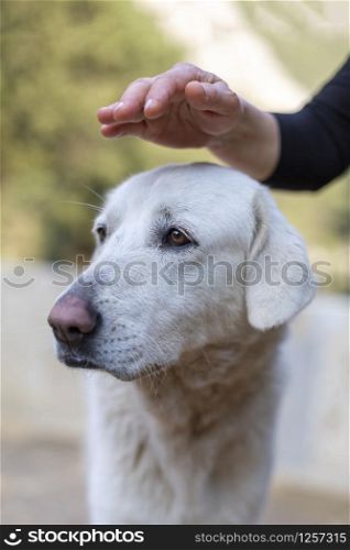 The human hand that loves a white dog in Turkey