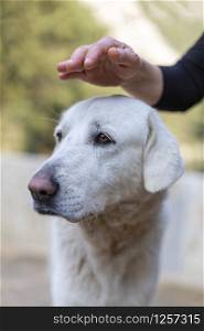 The human hand that loves a white dog in Turkey