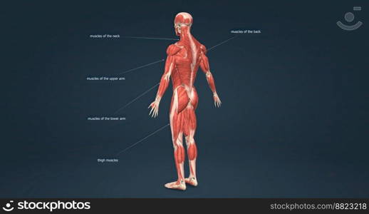 The human musculature, which works the skeletal system and provides movement, posture and balance. 3D illustration. The human musculature, which works the skeletal system and provides movement, posture and balance.