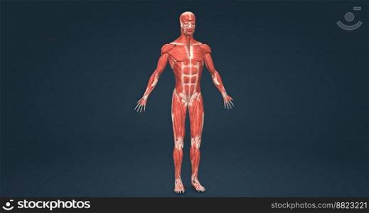 The human musculature, which works the skeletal system and provides movement, posture and balance. 3D illustration. The human musculature, which works the skeletal system and provides movement, posture and balance.
