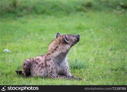 The hyena is lying in the grass in the savannah in Kenya. A hyena is lying in the grass in the savannah in Kenya