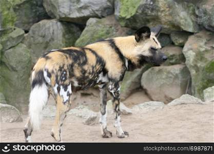 The hyenas (Hyaenidae) are a mammalian family of the order Carnivora Die Hyanen (Hyaenidae) sind eine Saugetierfamilie aus der Ordnung der Raubtiere. ein Mahnenwolf, (Chrysocyon brachyurus), beheimatet in Sudamerika