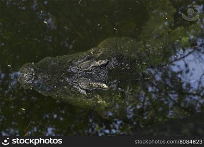 The image of a large crocodile in the water.