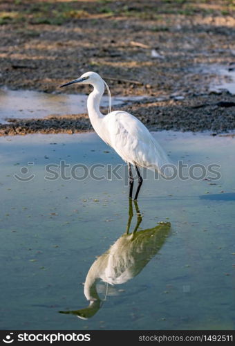 The image of a Little Egret (Egretta Garzetta) reflected in the water of a pond early in the morning. vertical image