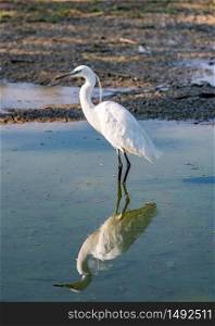 The image of a Little Egret (Egretta Garzetta) reflected in the water of a pond early in the morning. vertical image