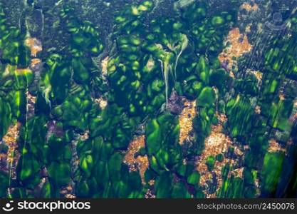The image of leaves, algae and various plants living underwater. Green underwater plants. BLURRY