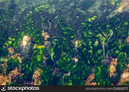 The image of leaves, algae and various plants living underwater. Green underwater plants. BLURRY