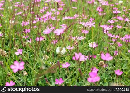 the image of some beautiful pink flowers