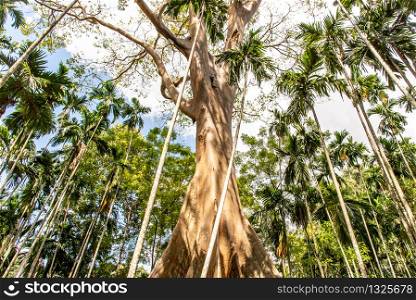 The image of The largest and highest giant tree in Ban Sanam of Uthai Thani Province, Thailand, nature background, Selective focus.