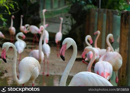 The images of flamingos at the zoo in Thailand.