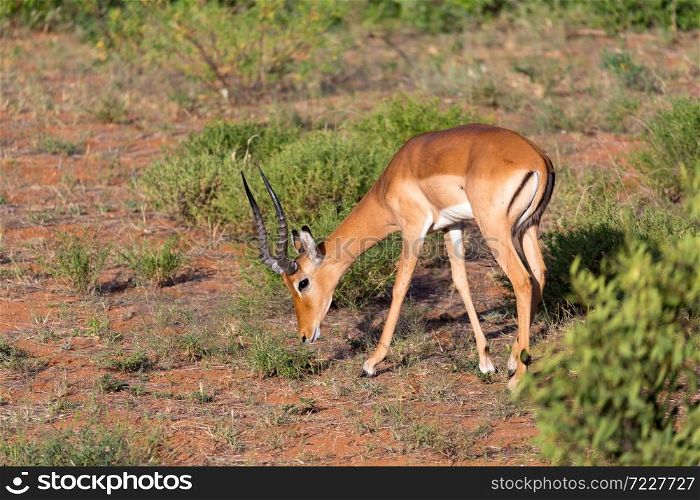 The Impala gazelles grazed in the savannah of Kenya. Impala gazelles grazed in the savannah of Kenya