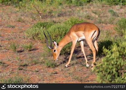 The Impala gazelles grazed in the savannah of Kenya. Impala gazelles grazed in the savannah of Kenya
