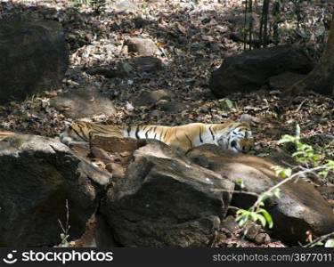 The Indian Bengalese tiger lies on the rock in a zoo. India Goa. The Indian Bengalese tiger lies on the rock in a zoo. India Goa.