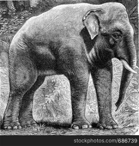 The Indian elephant, Elephas indicus, vintage engraved illustration. From Deutch Vogel Teaching in Zoology.