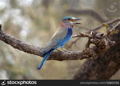 The Indian roller (Coracias benghalensis), is a member of the roller family of birds, India