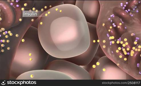 The insulin tells cells throughout your body to take in glucose from your bloodstream 3D illustration. The insulin tells cells throughout your body to take in glucose from your bloodstream