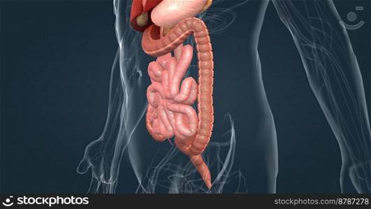 The intestines are responsible for breaking down food, absorbing its nutrients, and solidifying waste. 3d illustration. The intestines are responsible for breaking down food, absorbing its nutrients, and solidifying waste.