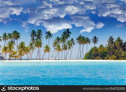 The island with palm trees in the ocean