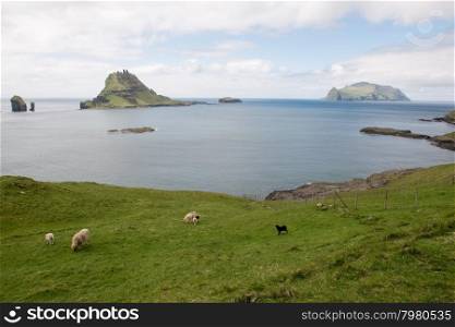 The islands Gasholmur and Tindholmur and Mykines on the Faroe Islands. The islands Gasholmur and Tindholmur and Mykines on the Faroe Islands as seen from Gasadalur with sheep