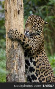 "The jaguar (Panthera onca), is a New World mammal of the Felidae family and one of four "big cats" in the Panthera genus, along with the tiger, lion, and leopard of the Old World. "