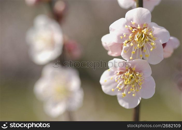 The Japanese apricot